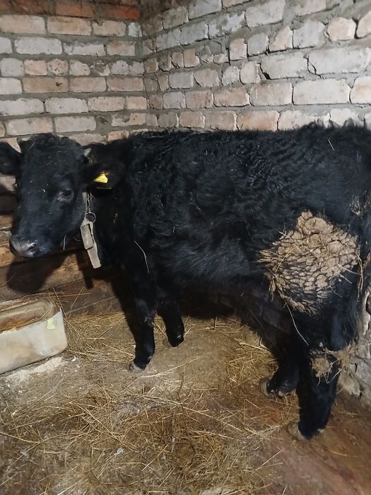 Тёлка на откорме