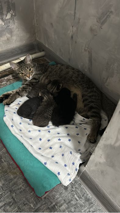 Отдадим котят в добрые, хорошие руки.