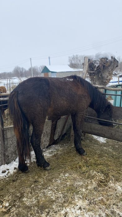 Жылқы айғыр байланған