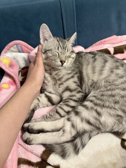 Котенок 4 месяца