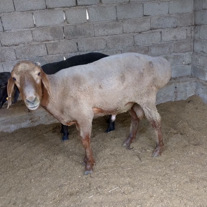 Qochqor sotiladi