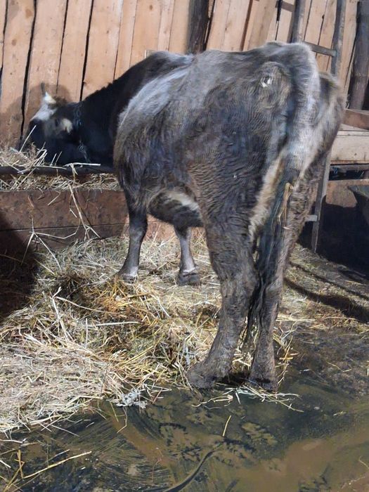 Vând 2 vaci  gestante