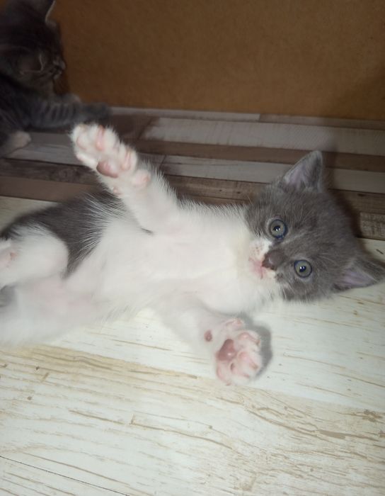 Подарявам котета