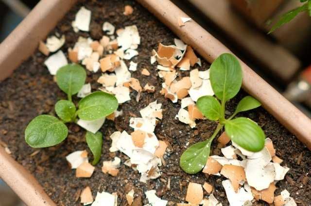 Скорлупа яичная.