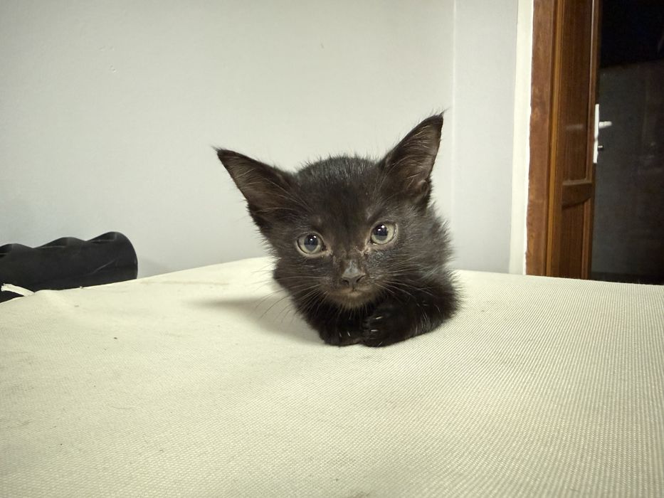 В добрые руки котенок