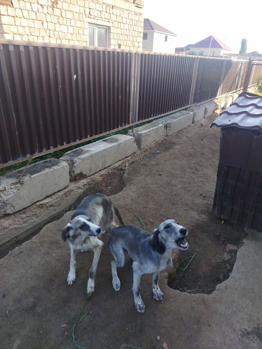 Продам щенка Казахской тазы