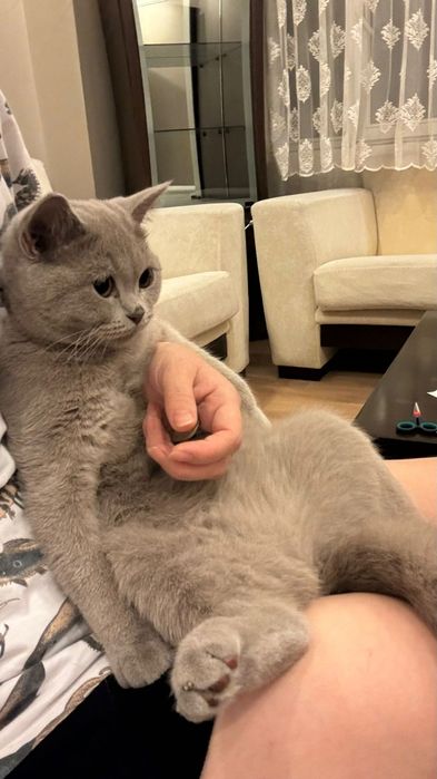 Британский скотиш прямоухий. Леона. Из Турции.