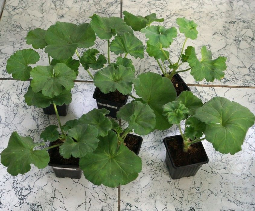 Комнатные цветы. Герань и каланхое