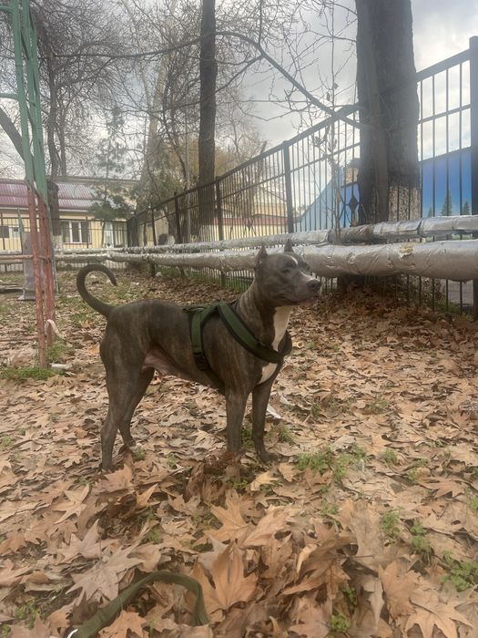 Продается питбуль