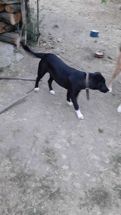 Cateaua LINDA frumoasa & jucausa cauta o noua FAMILIE