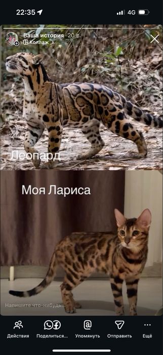 Продам котят резерв бенгал