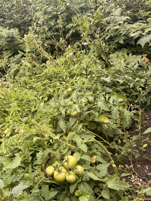 Продается  уютный дом