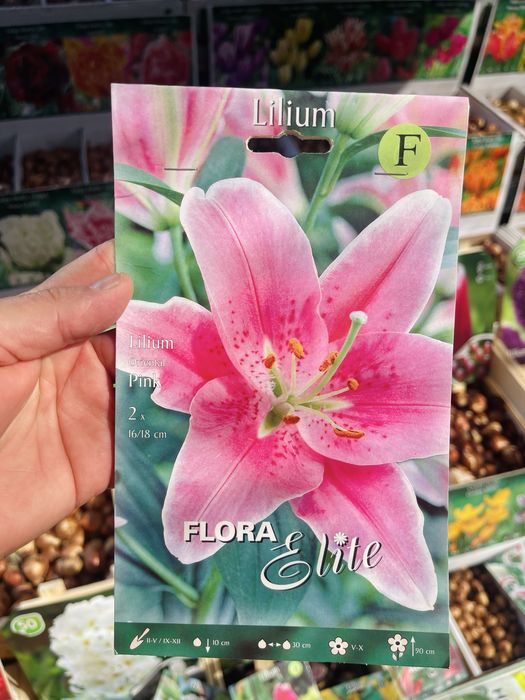 Лилии сортовые, лагибриды