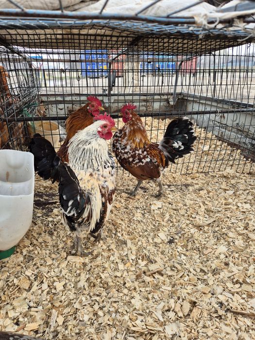 Карликовые петушки бентамки