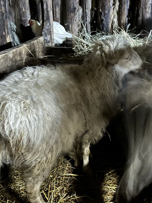 Продам баранчика