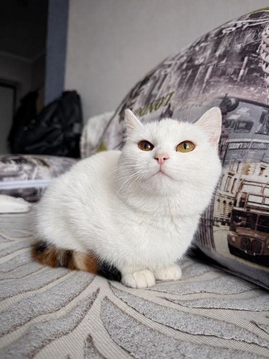 Отдадим котенка, девочка (6 мес)