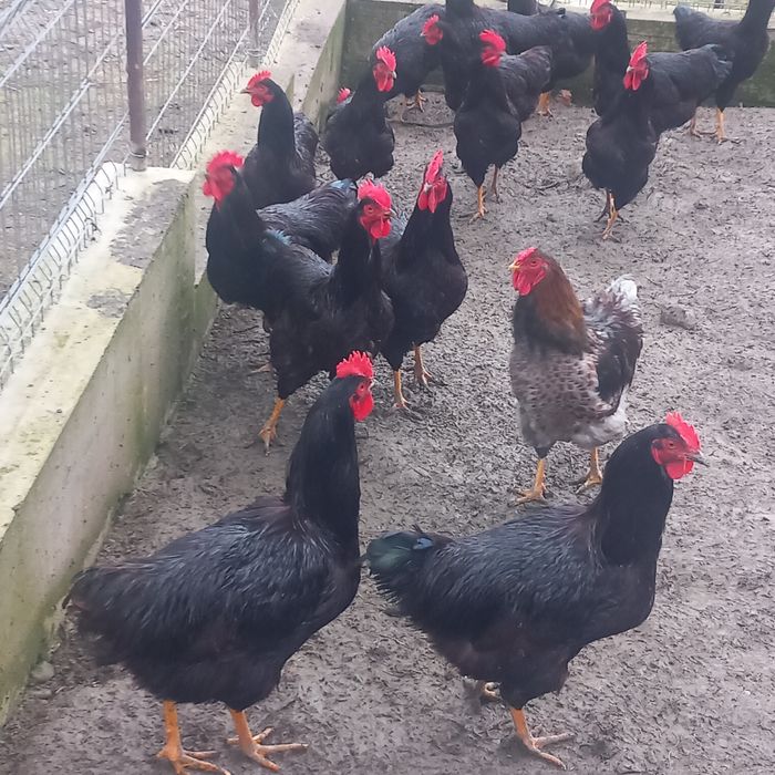 Disponibil această rasă de găini Rhodi șlam.