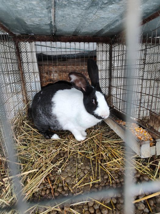 Hycole francez cu noua iepurași