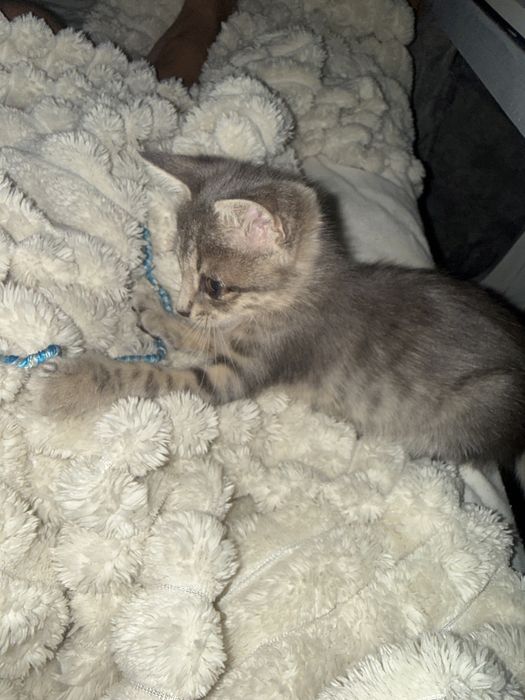 Малко бебе коте.