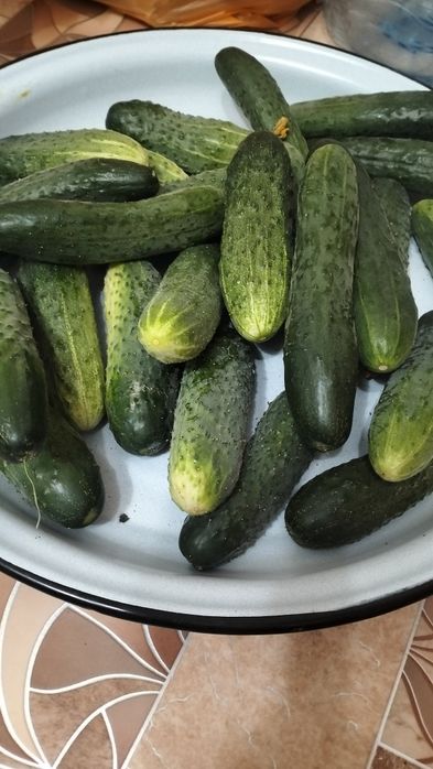 Продам домашние огурцы