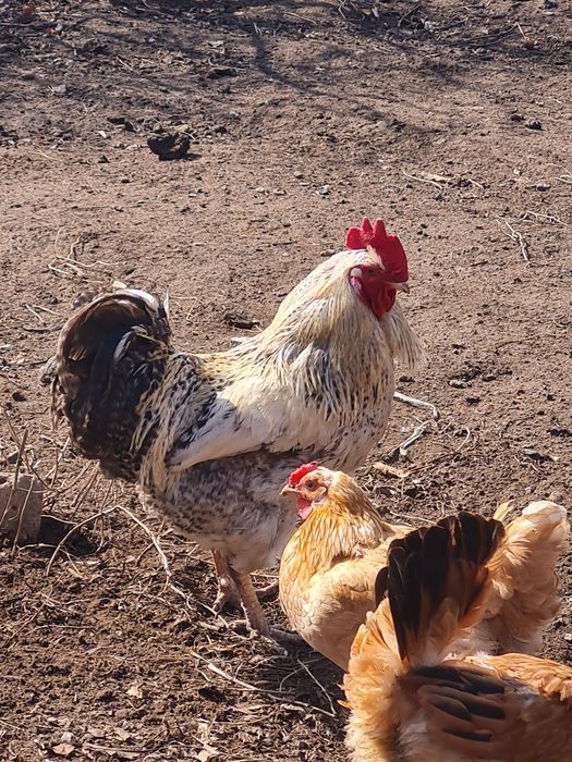 Продам петухов по 4500тг