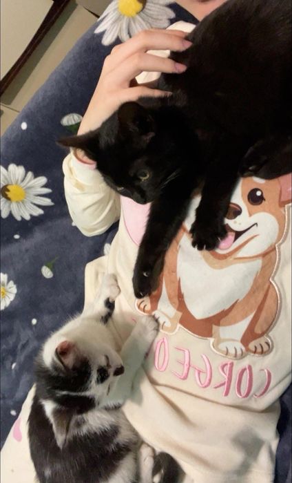 Donez pisici 
Fetite si Băieței. M-ar aj