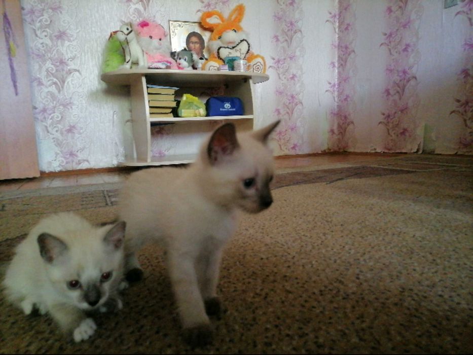 Котики сиамские, домашние.