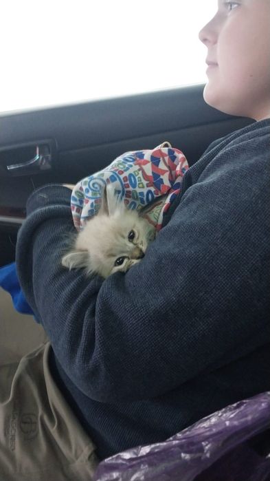 Вислоухий котёнок