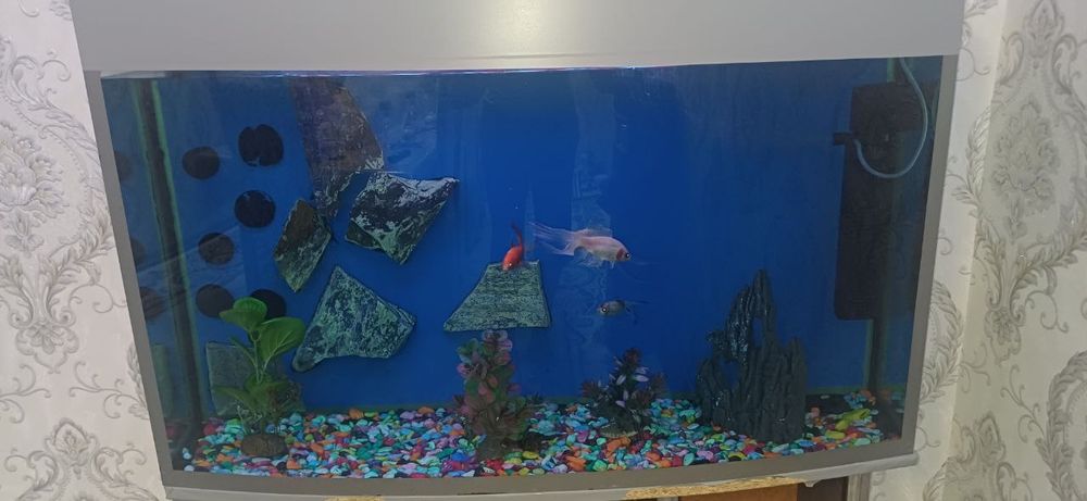 Аквариум акрил сотилади ҳолати зўр