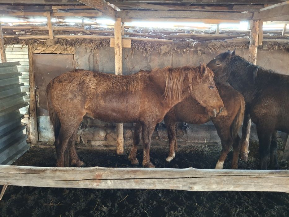 Соғым бие 3 бас сатылады