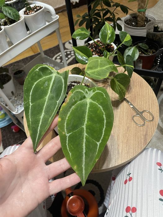 Антуриумы разных видов