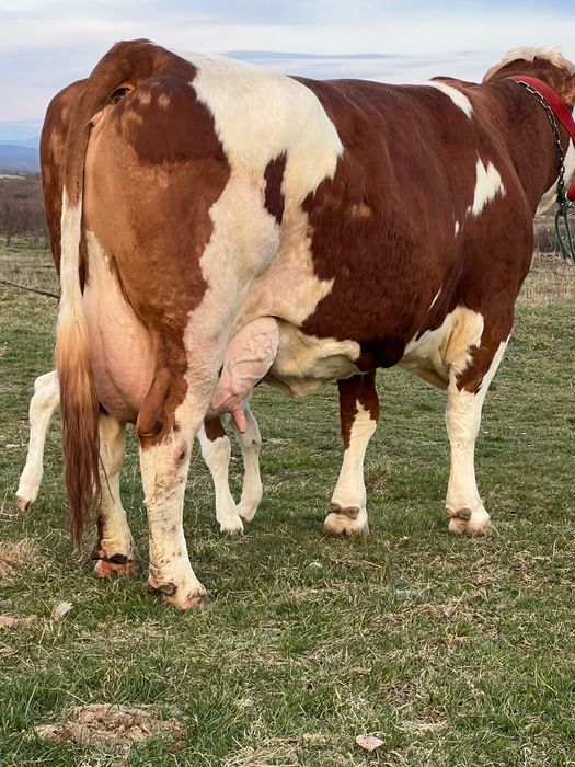 Vând vaca bălțată românească la a3a fătare