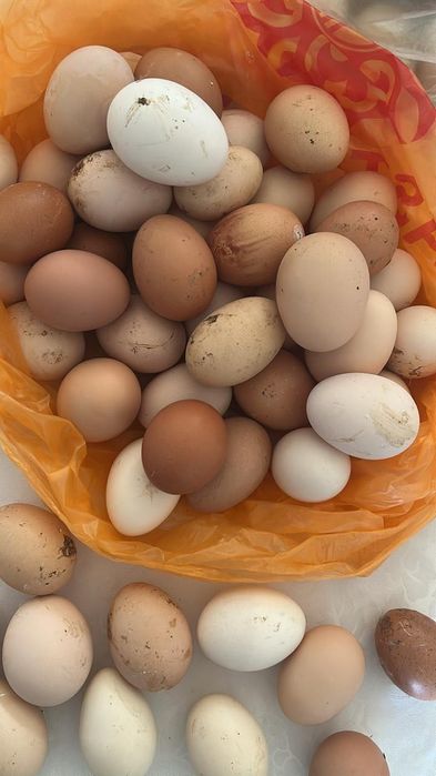 Яйца утки, индюк, гусь домашние