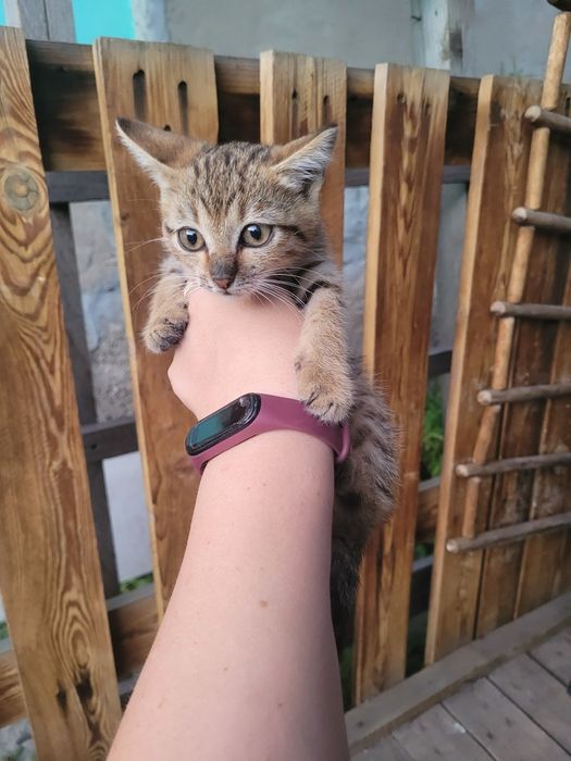 Отдам котят бесплатно