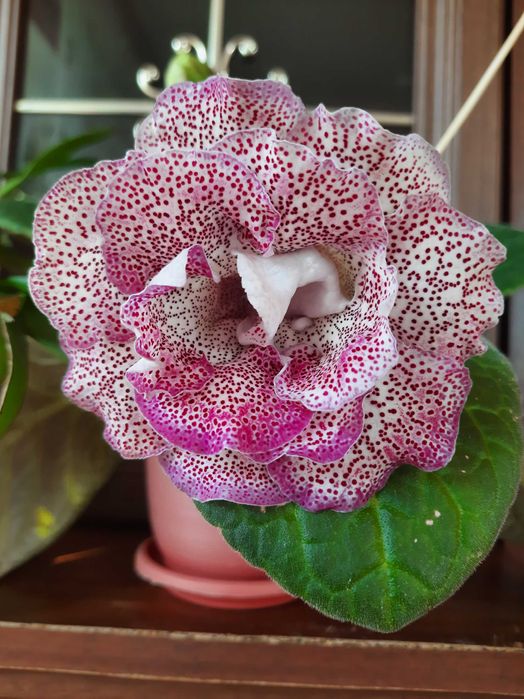 Продам смесь семян глоксиний