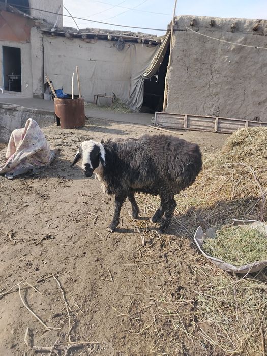 Йэб ичиши зур бокилган