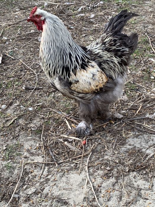 Млади петли(не чистокръвна Колумбийска брама)