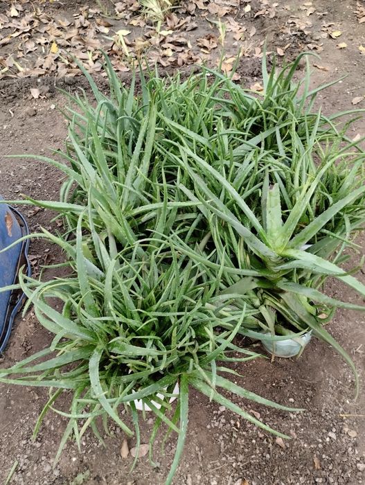 Настоящий алое вера