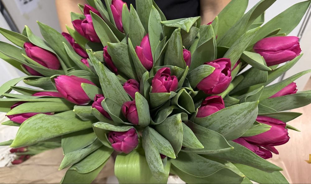 Тюльпаны оптом от 500шт-450шт/тг.