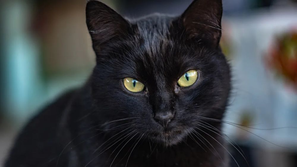 Отдам в хорошие руки