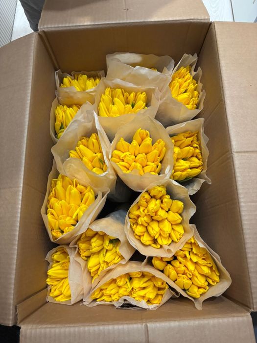 Продам Тюльпаны Белорусские