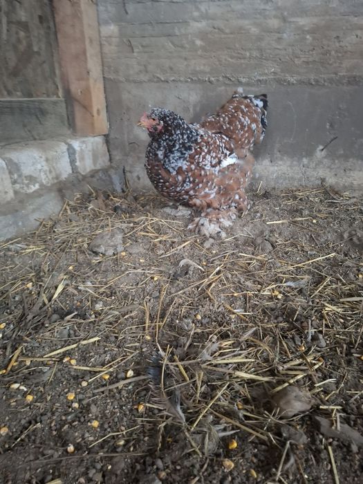 Vand oua Brahma portelan