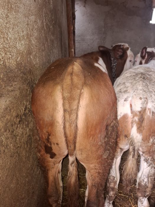 Tăuraș vârstă 7 luni