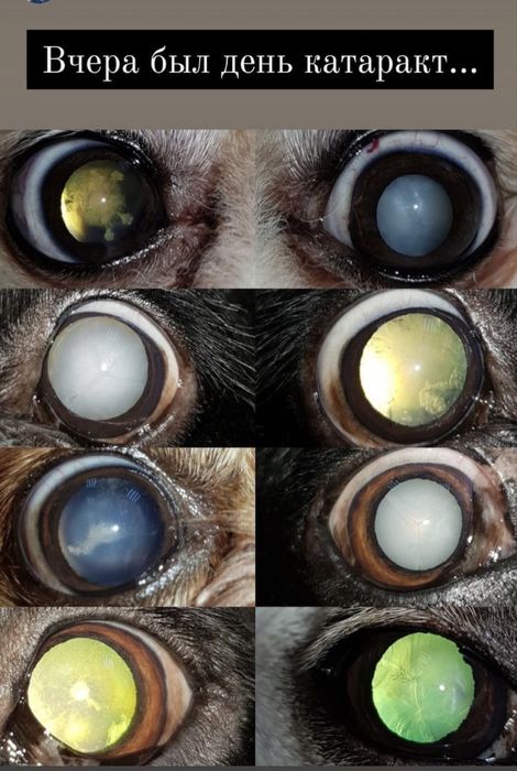 Ветеринар на дом. Вет врач