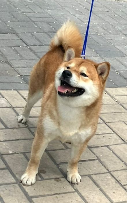 Предлагаю для вязки.