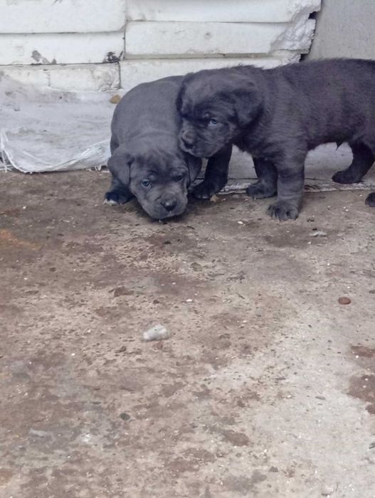 Cane Corso малки