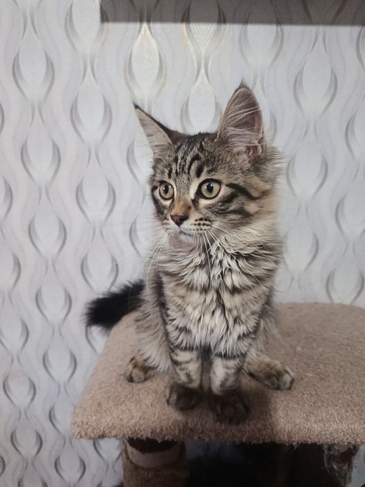 Котята  Мейн-кун