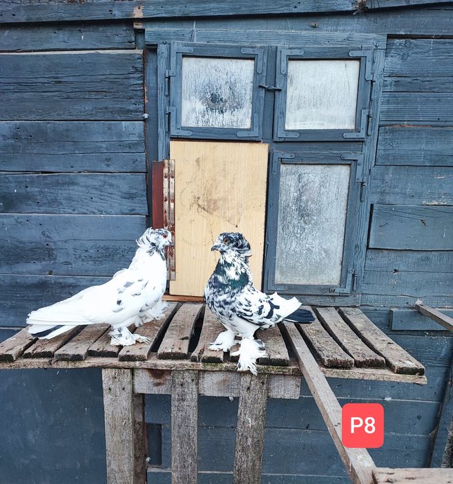 Uriași Maghiari de vânzare