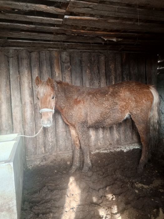 Құнан, дөнен,тай,жылқы