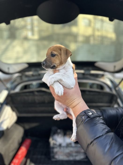 Джак ръсел териер